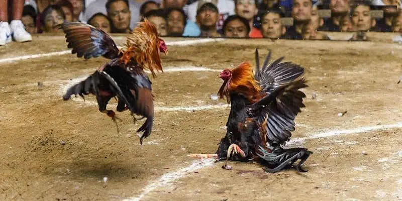 Danh mục mang lại rất nhiều trận tranh tài mãn nhãn