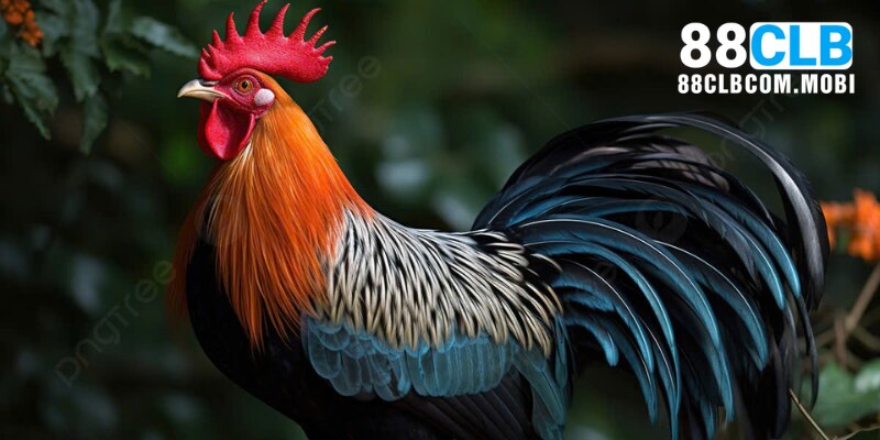 Khái niệm cách nạp carbo cho gà đá